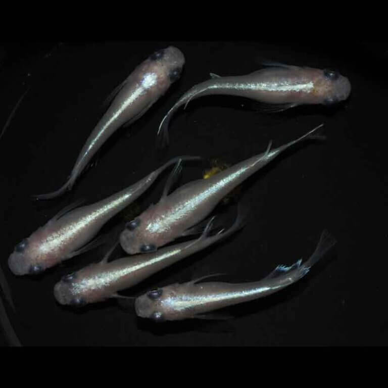 現物販売：メダカ「白幹之パンダ　３ペア」