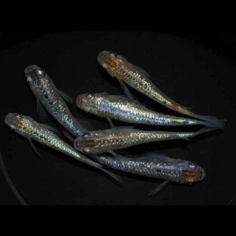 現物販売：メダカ「ラメ王　３ペア」