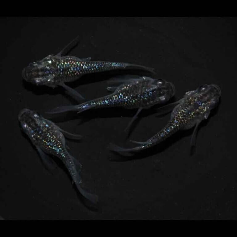 現物販売：メダカ「ロイヤルブルー　半ダルマ/ダルマ　２ペア」