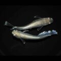gh3117