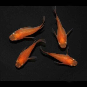 現物販売：メダカ「鬼赤楊貴妃　半ダルマ/ダルマ　２ペア」