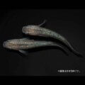 メダカ「令和サファイアホワイトフィン」