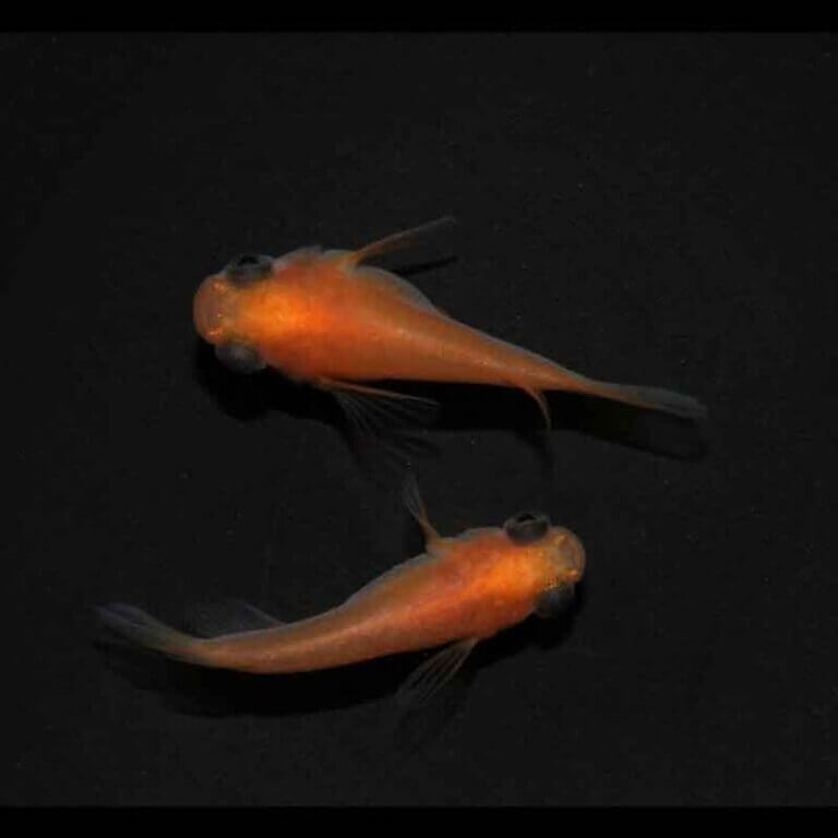 gh3124