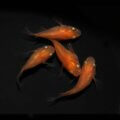 現物販売：メダカ「鬼赤楊貴妃　半ダルマ/ダルマ　２ペア」
