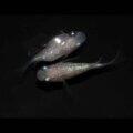 現物販売：メダカ「ピンクサファイア　半ダルマ/ダルマ　◆　　１ペア」