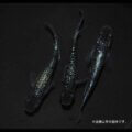 メダカ「BLACK＆BLUE」