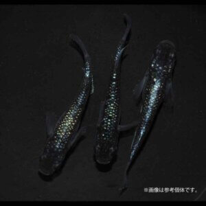 メダカ「BLACK＆BLUE」