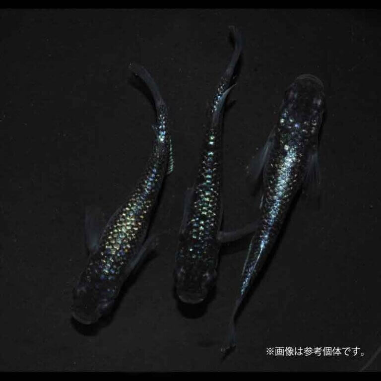 メダカ「BLACK＆BLUE」