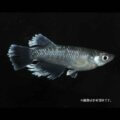 メダカ「サテラ」