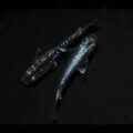 現物販売：メダカ「龍鱗　　　１ペア」