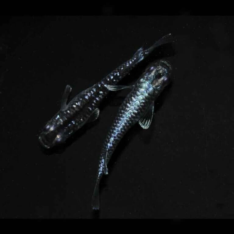 現物販売：メダカ「龍鱗　　　１ペア」