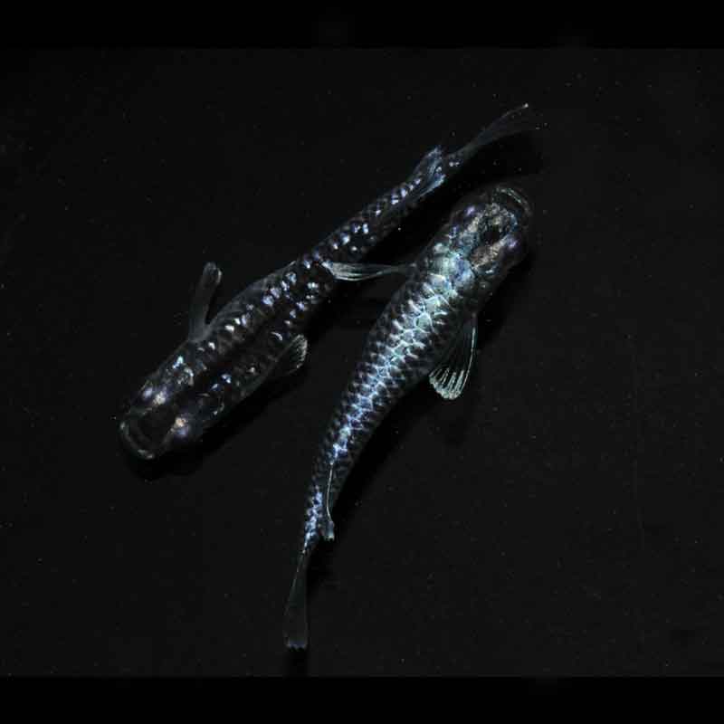 現物販売：メダカ「龍鱗　　　１ペア」