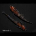 メダカ「烏城三色」