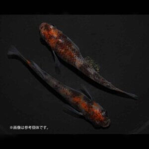 メダカ「烏城三色」