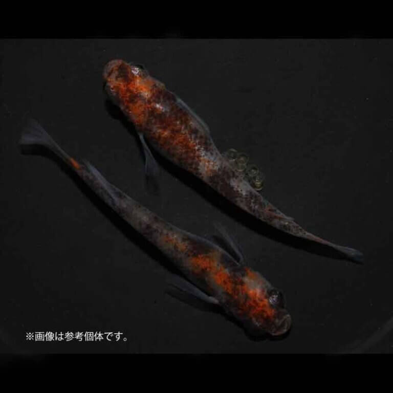 メダカ「烏城三色」