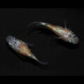 現物販売：メダカ「三色ラメ　半ダルマ/ダルマ　　　1ペア」