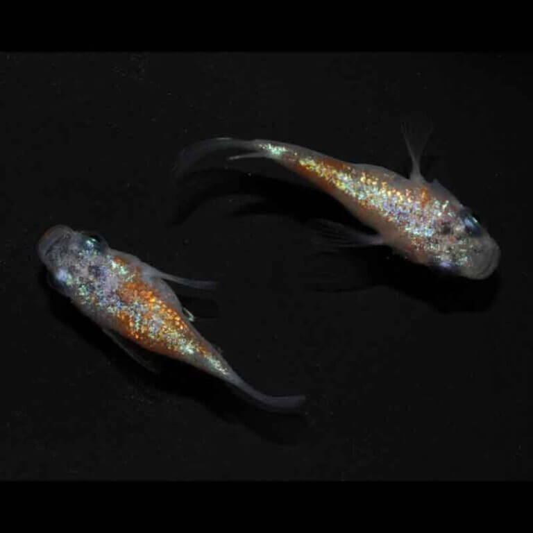現物販売：メダカ「三色ラメ　半ダルマ/ダルマ　　　1ペア」