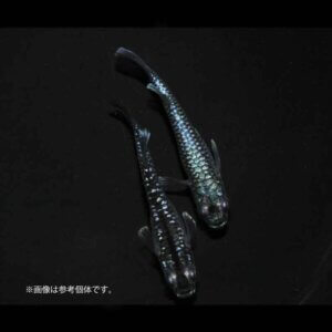 メダカ「龍鱗」