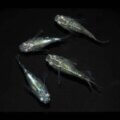 現物販売：メダカ「緑光　半ダルマ/ダルマ　　　2ペア」