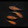 現物販売：メダカ「三色ラメ　赤斑タイプ　半ダルマ/ダルマ　　　２ペア」