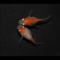 現物販売：メダカ「雲州紅白　半ダルマ/ダルマ　　１ペア」