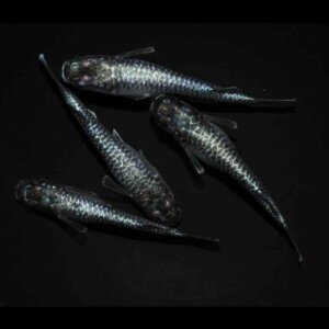 現物販売：メダカ「龍鱗　　　２ペア」