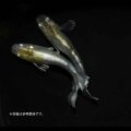 メダカ「エデンモルフォ」