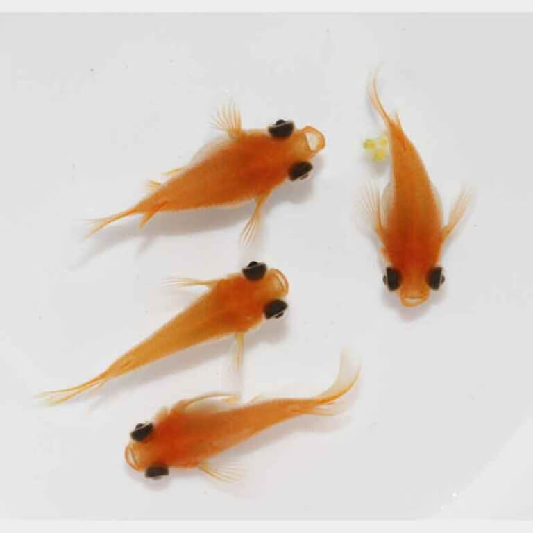 現物販売：メダカ「楊貴妃パンダ　半ダルマ/ダルマ　　　２ペア」