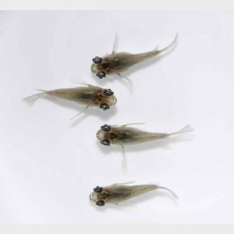 現物販売：メダカ「黒かえる　色薄め　半ダルマ/ダルマ　　　２ペア」
