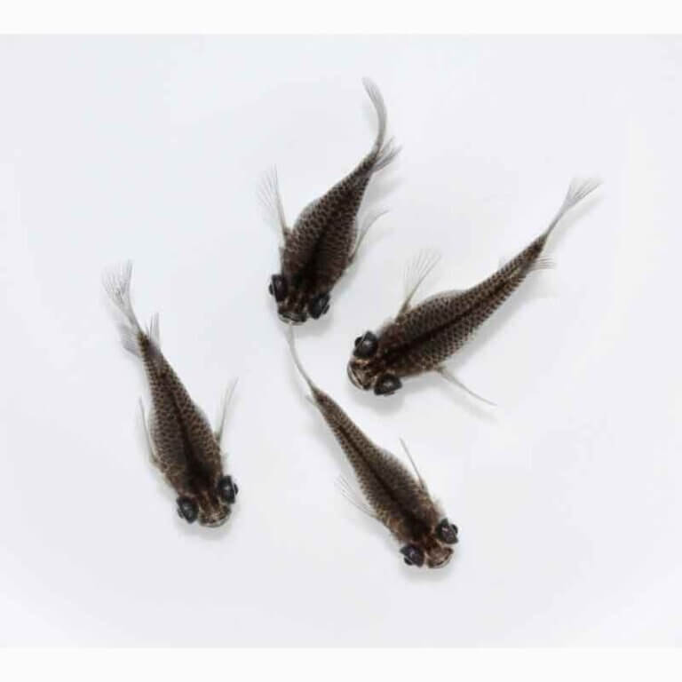 現物販売：メダカ「黒かえる　半ダルマ/ダルマ　　　２ペア」
