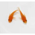 現物販売：メダカ「大和紅帝　半ダルマ/ダルマ　　　１ペア」