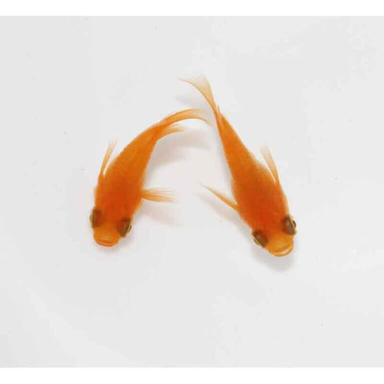 現物販売：メダカ「大和紅帝　半ダルマ/ダルマ　　　１ペア」