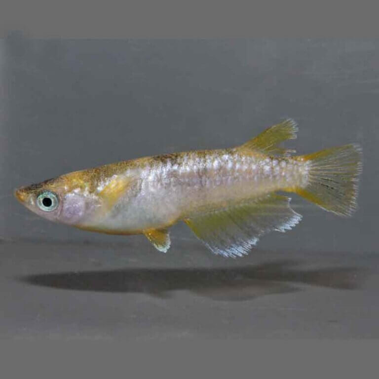 gh3216