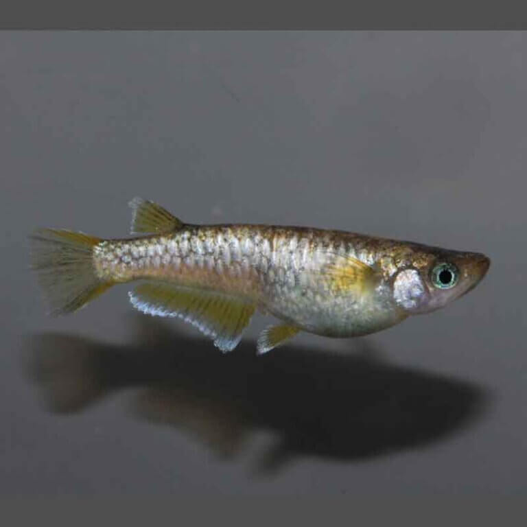 gh3215