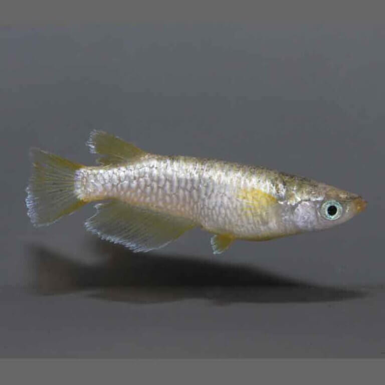 gh3214